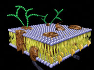 BRANCHING OUT. Glycoproteins perform myriad roles for cells. In this representation, the protein portions (brown) sit within a cell membrane and branching chains of simple sugars (green hexagons) extend into the space between cells.
