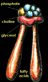 phospholipid