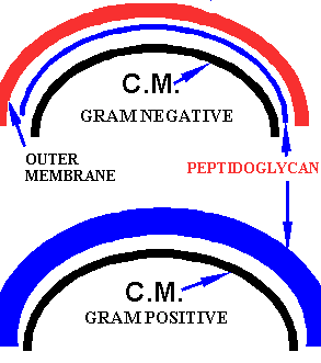 cellwall.gif (4556 bytes)