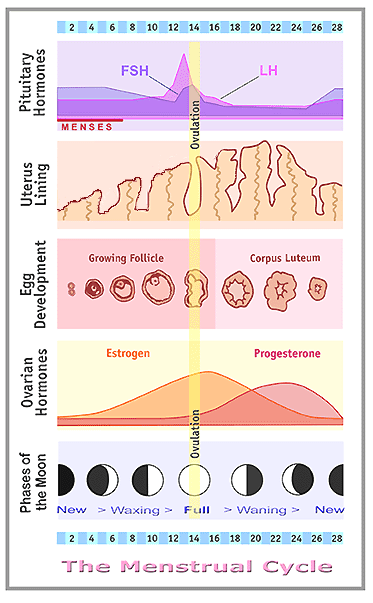 The menstrual cycle, depicting rise and fall of pituitary hormones, development of the uterine lining, egg development, ovarian hormones, and phases of the moon