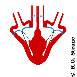continuous animation of beating heart
