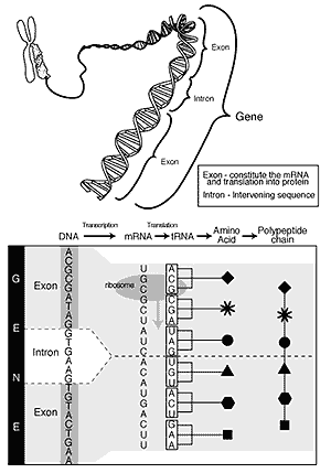Exons and introns alternate on diagram of a gene, shown as the usual double-helix molecule.