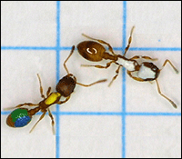 Science Image: ant, teacher, student, pupil
